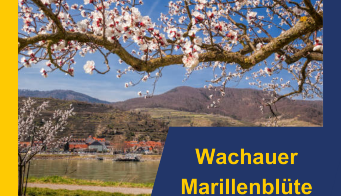 Wachauer Marillenblüte